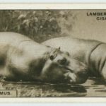 Cigarette cards : Fauna of Rhodesia