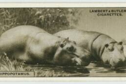 Cigarette cards : Fauna of Rhodesia