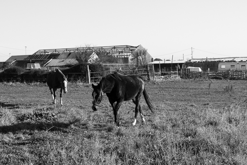Prairie, chevaux