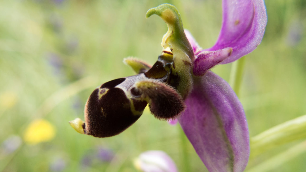 Ophrys, causse