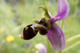 Ophrys, causse