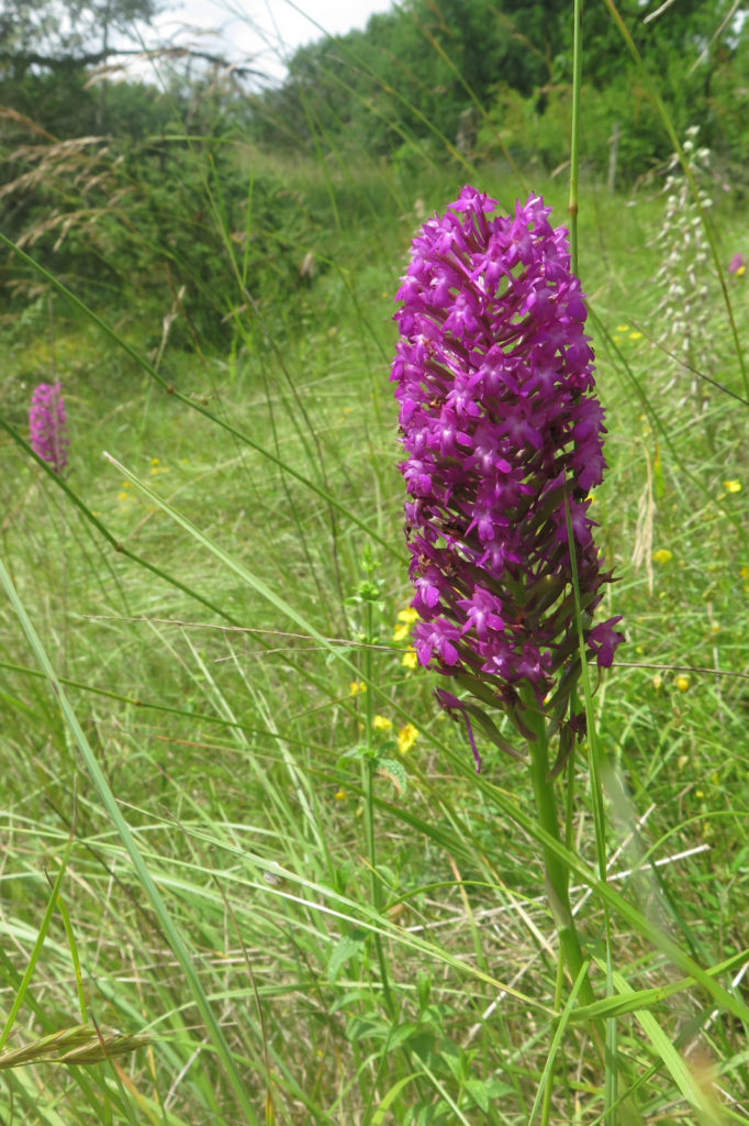 Causse, Orchis pyramidal.