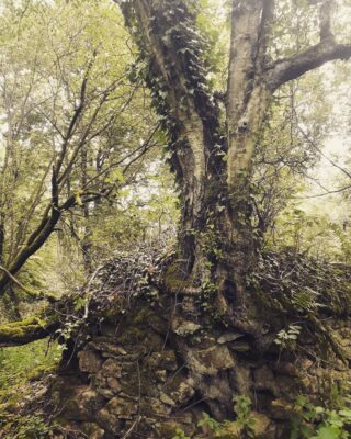 Chêne qui pousse sur des ruines
